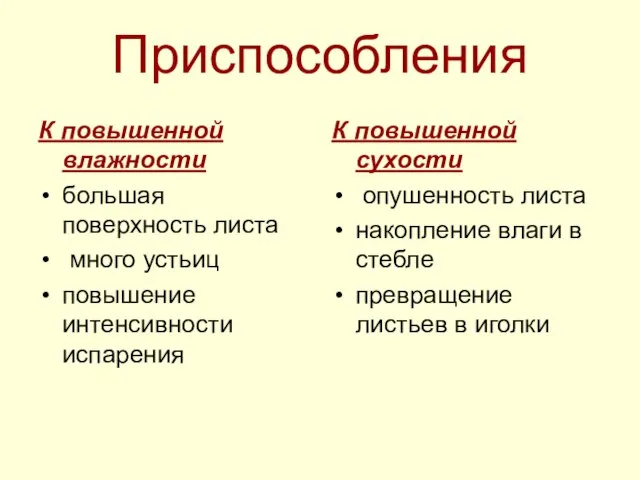 Приспособления К повышенной влажности большая поверхность листа много устьиц повышение интенсивности испарения