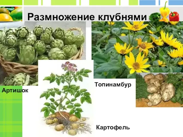 Размножение клубнями Артишок Топинамбур Картофель