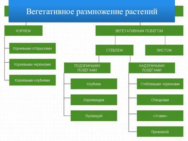 Вегетативное размножение растений