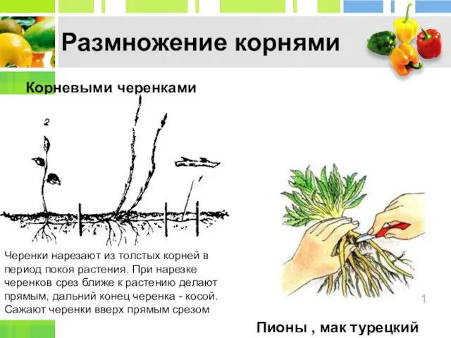 Корневыми черенками Пионы , мак турецкий Размножение корнями Черенки нарезают из толстых