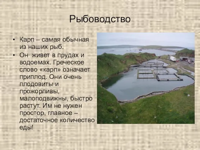 Рыбоводство Карп – самая обычная из наших рыб. Он живет в прудах