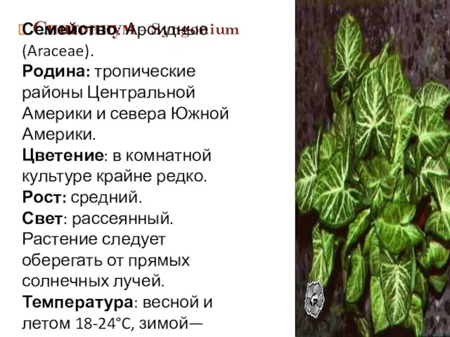 Сингониум – Syngonium Семейство: Ароидные (Araceae). Родина: тропические районы Центральной Америки и