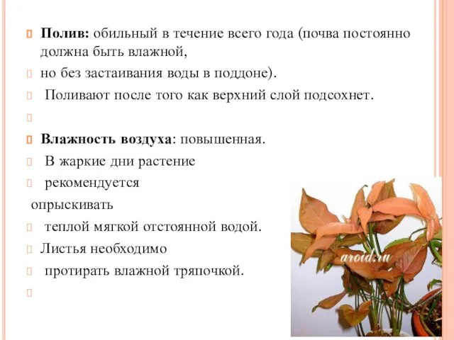 Полив: обильный в течение всего года (почва постоянно должна быть влажной, но