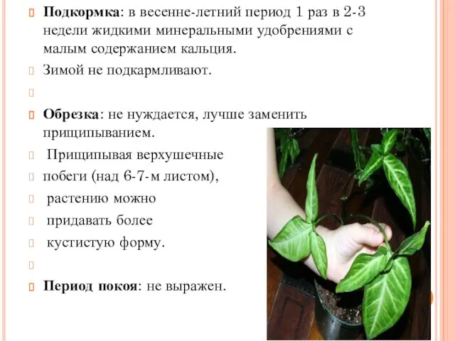 Подкормка: в весенне-летний период 1 раз в 2-3 недели жидкими минеральными удобрениями