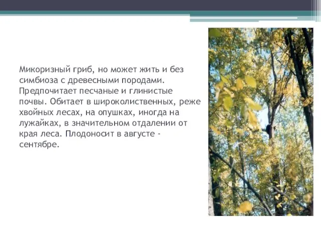 Микоризный гриб, но может жить и без симбиоза с древесными породами. Предпочитает