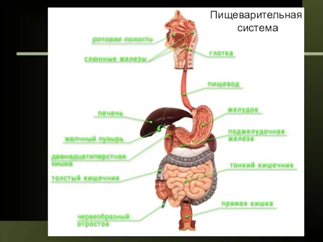 Пищеварительная система