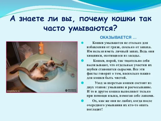 А знаете ли вы, почему кошки так часто умываются? ОКАЗЫВАЕТСЯ … Кошки