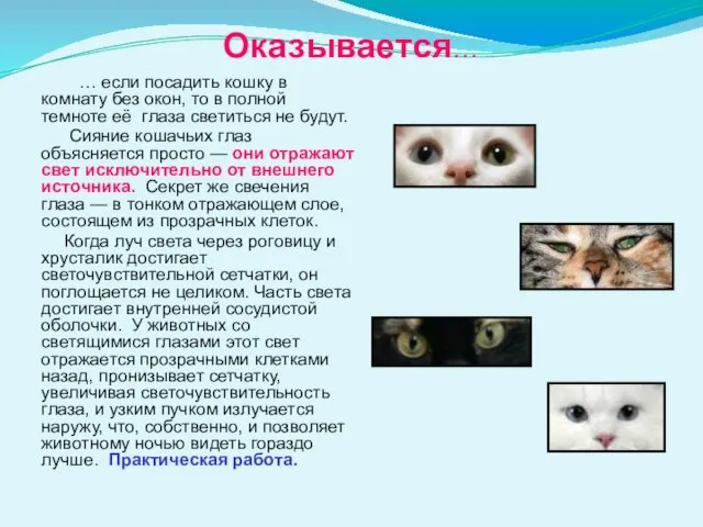 Оказывается… … если посадить кошку в комнату без окон, то в полной