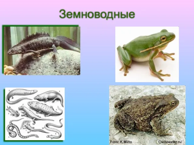 Земноводные