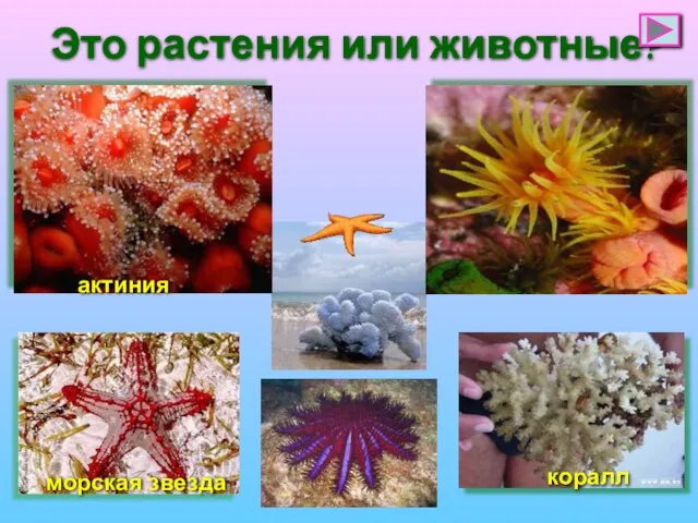 Это растения или животные? актиния морская звезда коралл