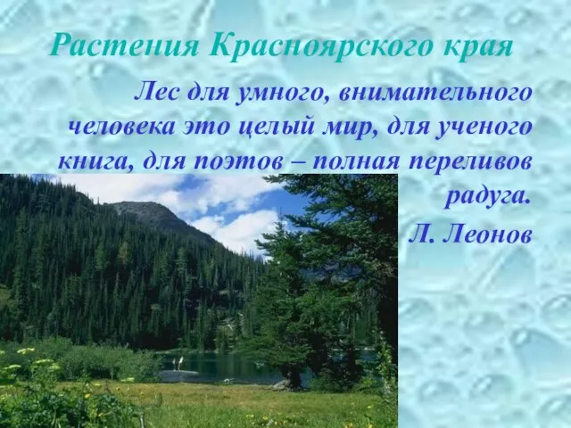 Растения Красноярского края Лес для умного, внимательного человека это целый мир, для