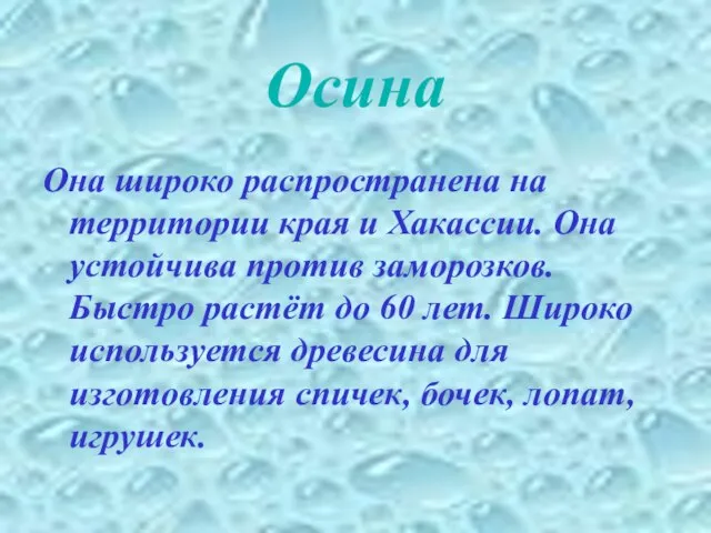 Осина Она широко распространена на территории края и Хакассии. Она устойчива против