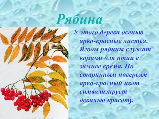 Рябина У этого дерева осенью ярко-красные листья. Ягоды рябины служат кормом для