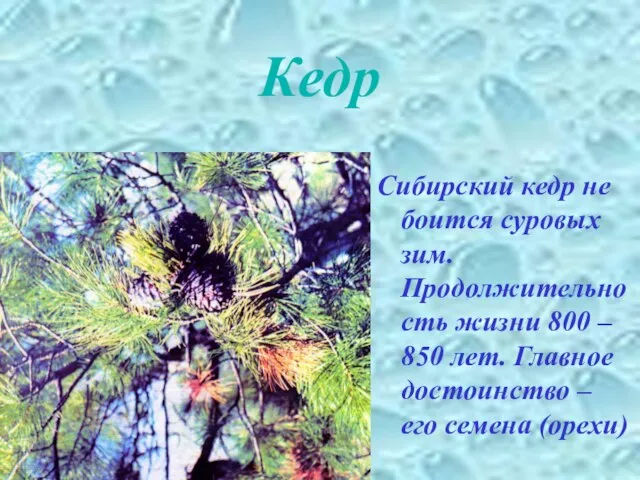 Сибирский кедр не боится суровых зим. Продолжительность жизни 800 – 850 лет.