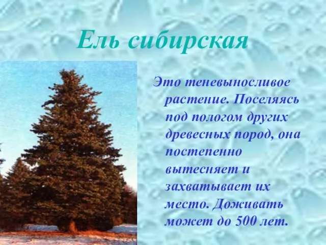 Ель сибирская Это теневыносливое растение. Поселяясь под пологом других древесных пород, она