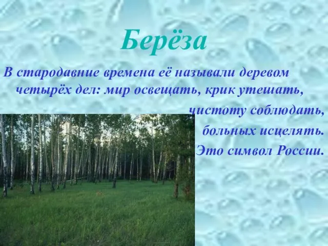 Берёза В стародавние времена её называли деревом четырёх дел: мир освещать, крик