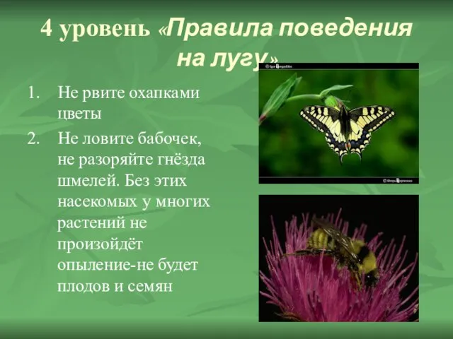 4 уровень «Правила поведения на лугу» 1. Не рвите охапками цветы 2.