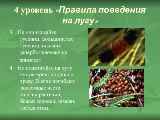 4 уровень «Правила поведения на лугу» 3. Не уничтожайте гусениц. Большинство гусениц