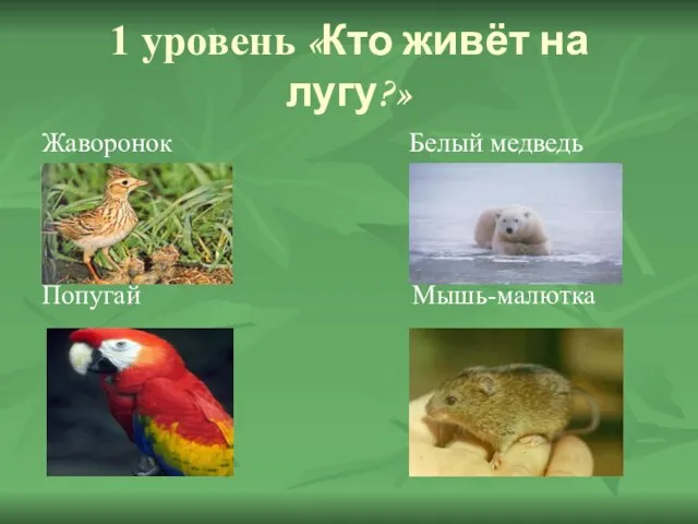 1 уровень «Кто живёт на лугу?» Жаворонок Белый медведь Попугай Мышь-малютка