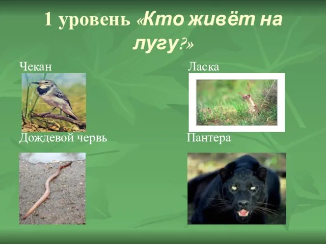 1 уровень «Кто живёт на лугу?» Чекан Ласка Дождевой червь Пантера