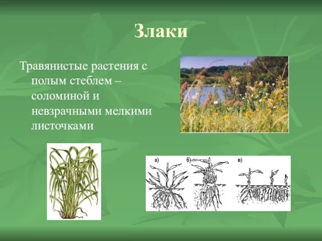 Злаки Травянистые растения с полым стеблем – соломиной и невзрачными мелкими листочками