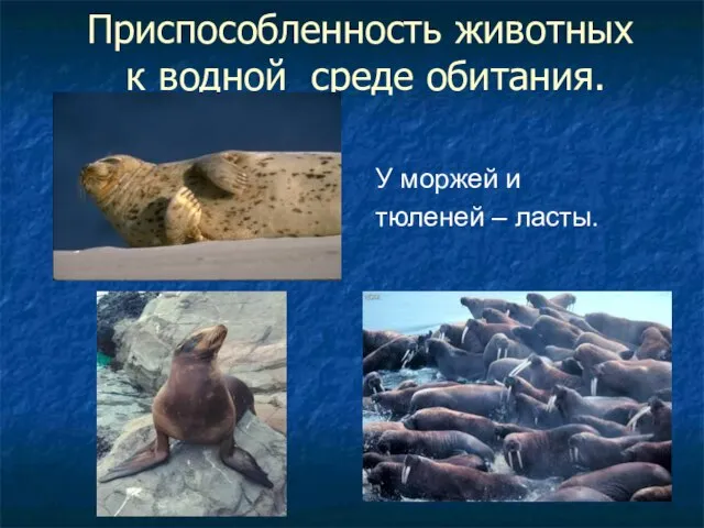 Приспособленность животных к водной среде обитания. У моржей и тюленей – ласты.