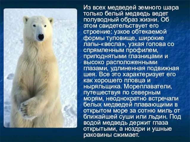 Из всех медведей земного шара только белый медведь ведет полуводный образ жизни.