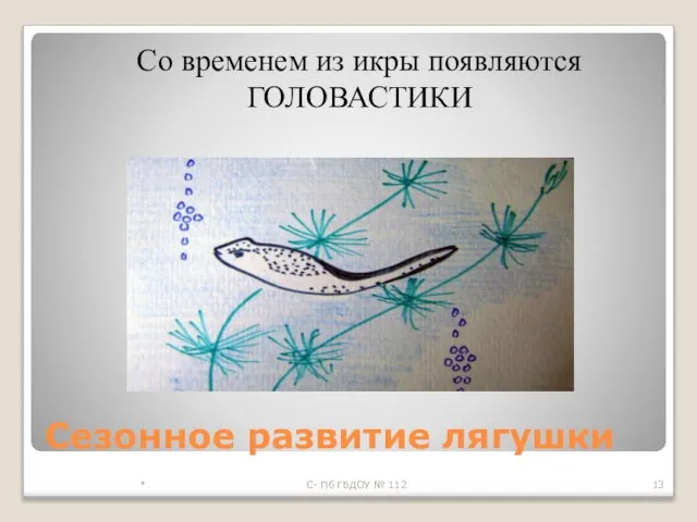 Сезонное развитие лягушки * С- Пб ГБДОУ № 112 Со временем из икры появляются ГОЛОВАСТИКИ