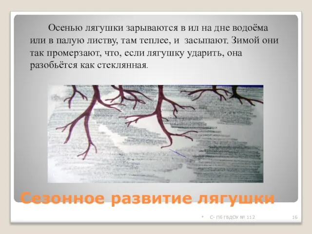 Сезонное развитие лягушки * С- Пб ГБДОУ № 112 Осенью лягушки зарываются