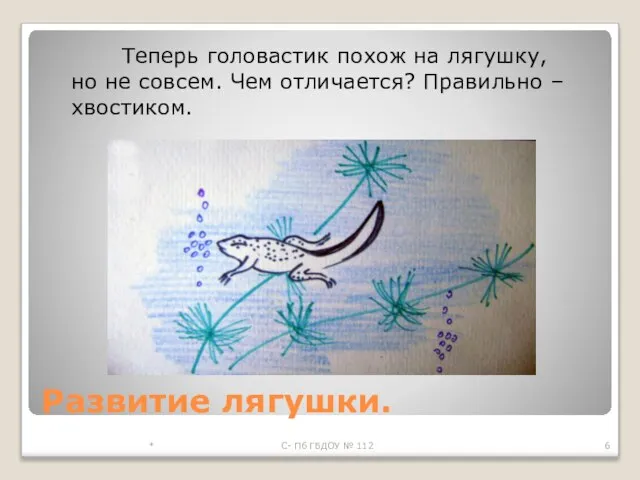 Развитие лягушки. Теперь головастик похож на лягушку, но не совсем. Чем отличается?