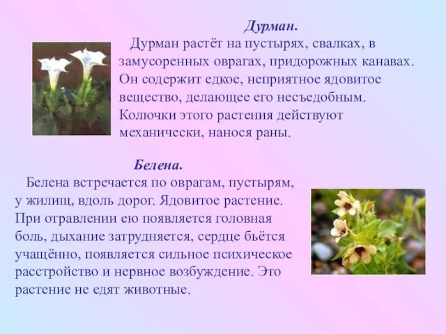 Дурман. Дурман растёт на пустырях, свалках, в замусоренных оврагах, придорожных канавах. Он