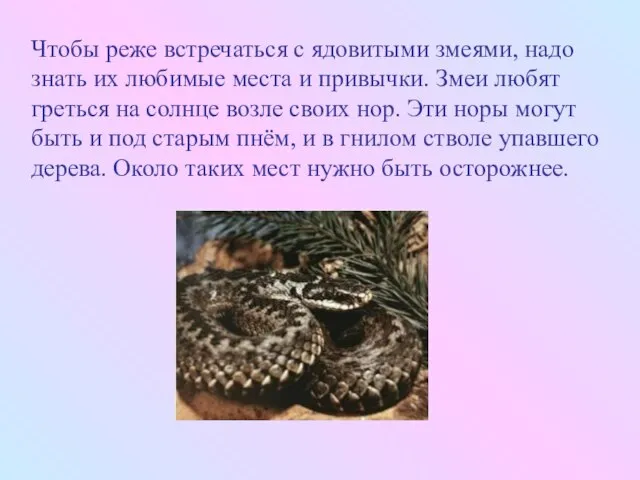 Чтобы реже встречаться с ядовитыми змеями, надо знать их любимые места и