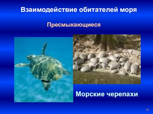 Взаимодействие обитателей моря Пресмыкающиеся Морские черепахи