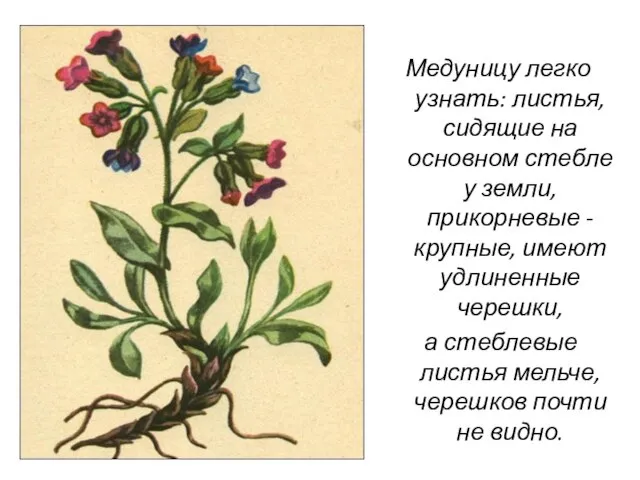 Медуницу легко узнать: листья, сидящие на основном стебле у земли, прикорневые -