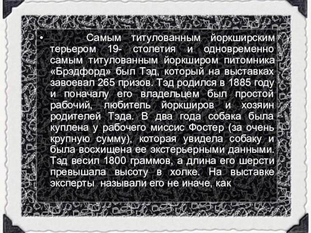 Самым титулованным йоркширским терьером 19- столетия и одновременно самым титулованным йоркширом питомника