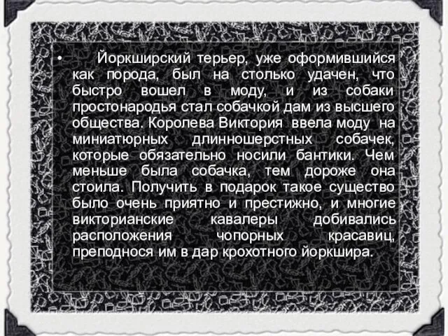 Йоркширский терьер, уже оформившийся как порода, был на столько удачен, что быстро