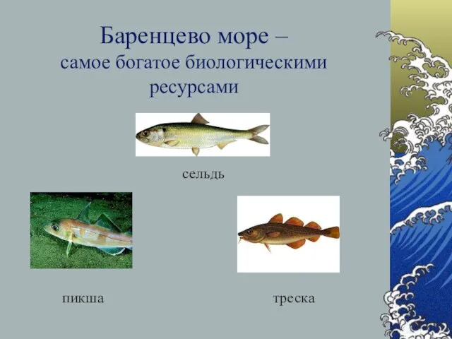 Баренцево море – самое богатое биологическими ресурсами треска сельдь пикша