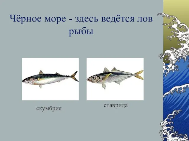 Чёрное море - здесь ведётся лов рыбы скумбрия ставрида