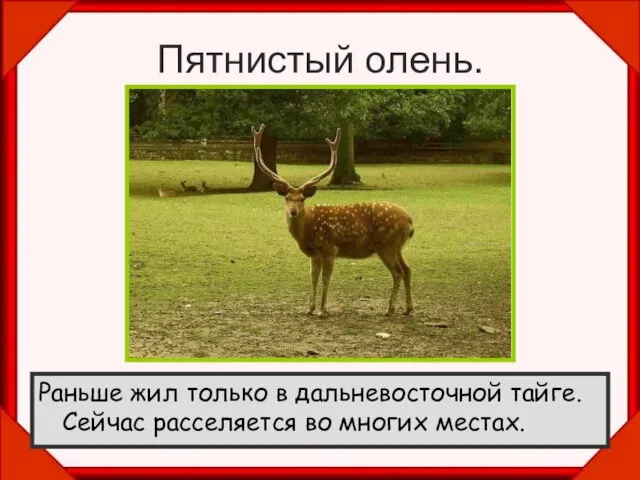 Пятнистый олень. Раньше жил только в дальневосточной тайге. Сейчас расселяется во многих местах.