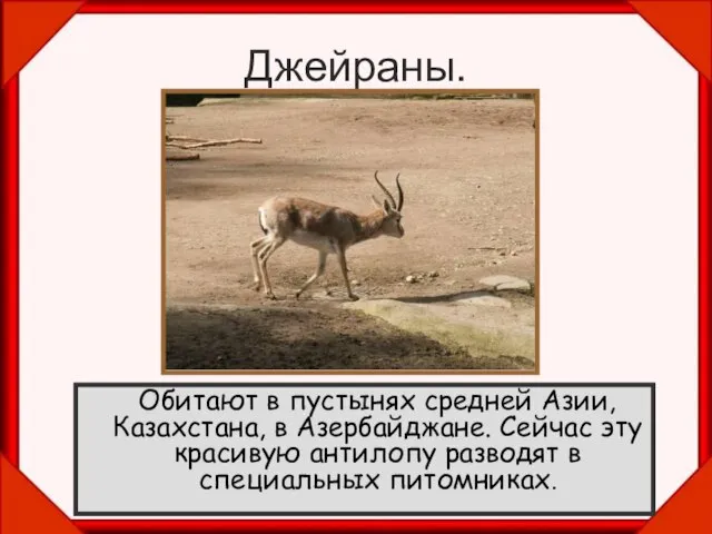 Джейраны. Обитают в пустынях средней Азии, Казахстана, в Азербайджане. Сейчас эту красивую