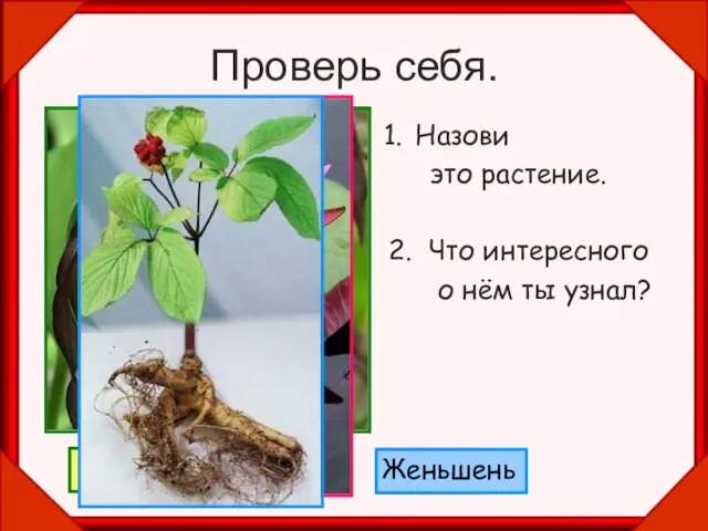 Проверь себя. Назови это растение. 2. Что интересного о нём ты узнал? Венерин башмачок. Лотос Женьшень