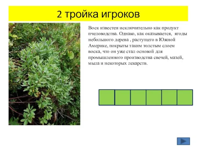 2 тройка игроков Воск известен исключительно как продукт пчеловодства. Однако, как оказывается,