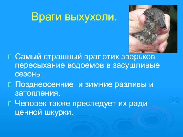 Враги выхухоли. Самый страшный враг этих зверьков пересыхание водоемов в засушливые сезоны.