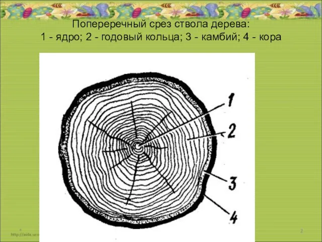 Попереречный срез ствола дерева: 1 - ядро; 2 - годовый кольца; 3