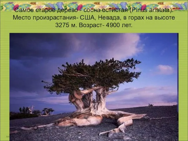 Самое старое дерево - сосна остистая (Pinus aristata). Место произрастания- США, Невада,