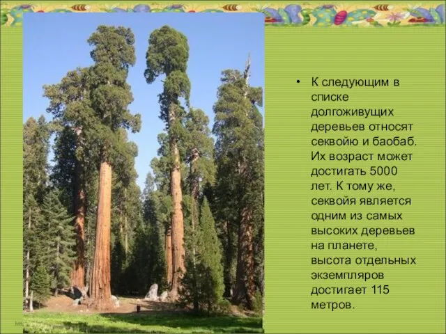 К следующим в списке долгоживущих деревьев относят секвойю и баобаб. Их возраст