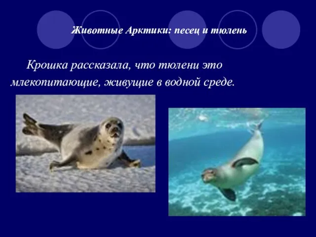 Животные Арктики: песец и тюлень Крошка рассказала, что тюлени это млекопитающие, живущие в водной среде.