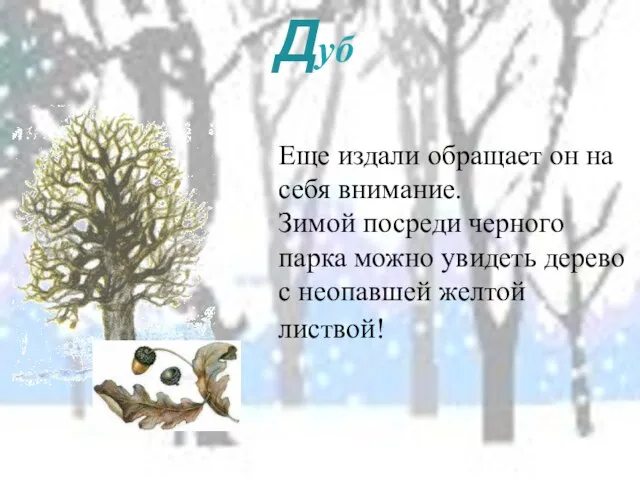 Дуб Еще издали обращает он на себя внимание. Зимой посреди черного парка