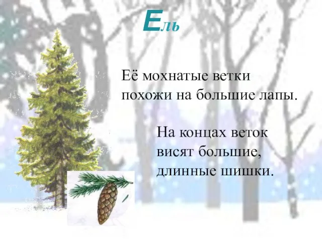 Ель Её мохнатые ветки похожи на большие лапы. На концах веток висят большие, длинные шишки.