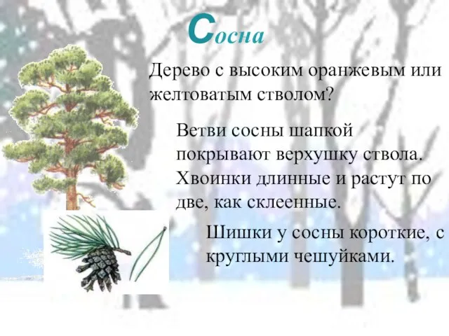 Сосна Дерево с высоким оранжевым или желтоватым стволом? Ветви сосны шапкой покрывают